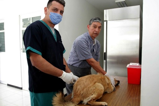 Realiza SESA semana nacional de vacunación antirrábica canina y felina