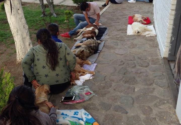 Previene comuna capitalina proliferación de perros y gatos
