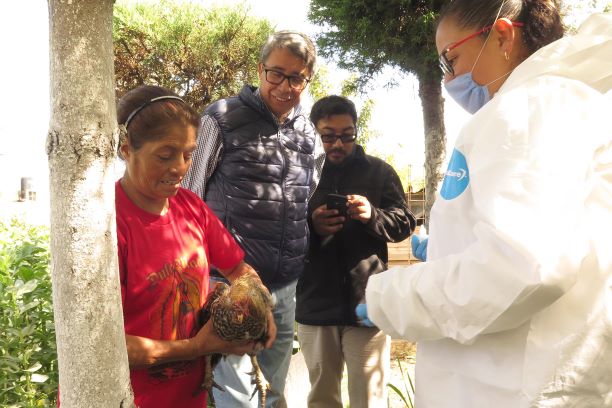 Inicia Sefoa campaña de vacunación de aves con apoyo de la UNAM