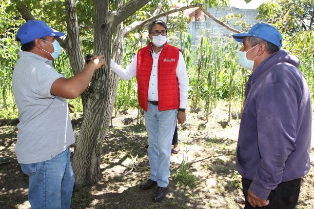 Fomenta Sefoa producción de nuez en Teolocholco