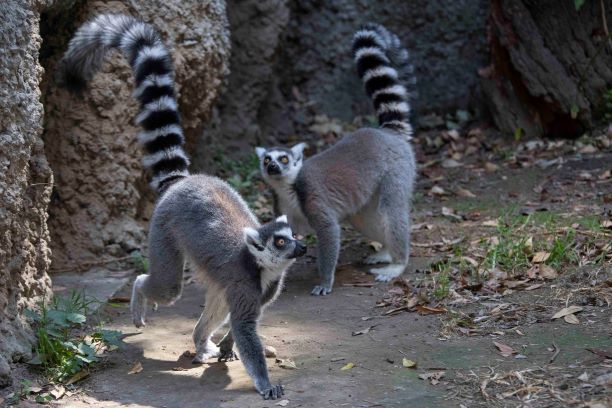 Amplía Zoológico de Tlaxcala su catálogo de especies con la llegada de dos lémures