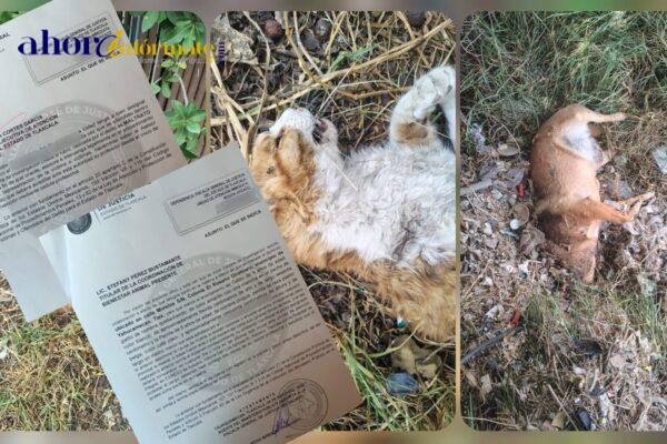 Va FGJE y Bienestar animal contra peligrosa pareja que maltrata animales en Yauhquemehcan