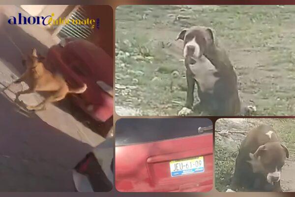 Inhumana mujer odia a los animales, y a uno de ellos lo deja invalido de por vida