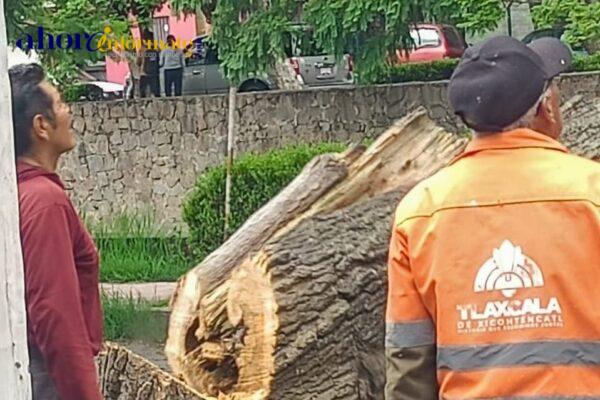 Áreas del ayuntamiento capitalino retiran árbol en descomposición para garantizar seguridad de peatones y automovilistas