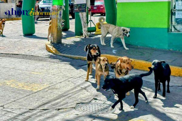 Coordinación de Bienestar Animal frena políticas públicas, tras no impulsar cambios legislativos; OCPA