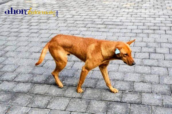 Iniciativa polémica ante falta de aplicación de políticas para animales en situación de calle