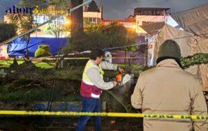 arbol caido