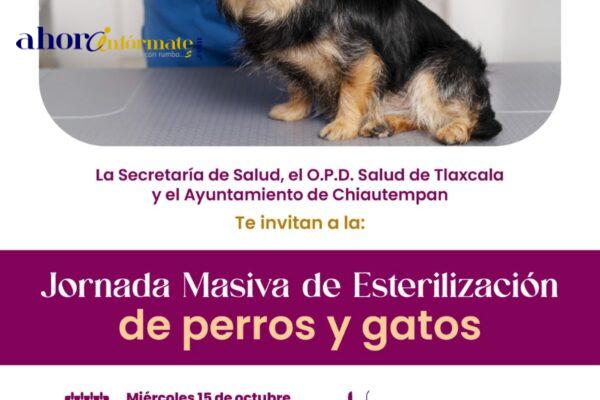 Chiautempan será sede de Jornada Nacional de Esterilización para Perros y Gatos