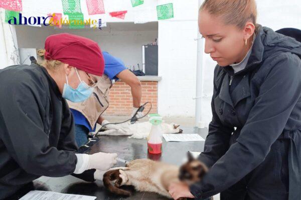 Concluye esterilización canina y felina en la capital con más de 800 mascotas beneficiadas