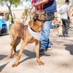 Ayuntamiento de Tlaxcala llama a continuar con el fortalecimiento del cuidado de las mascotas